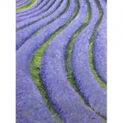 Lavender Field 3 Thumbnail