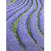 Lavender Field 3 Thumbnail